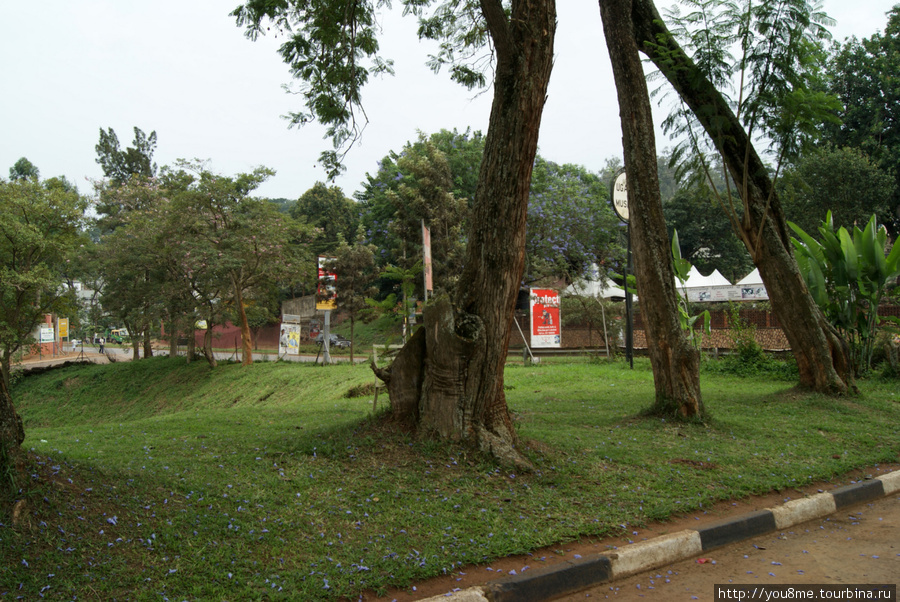 деревья с колокольчиками Кампала, Уганда