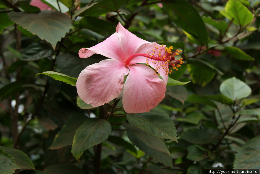 розовый цветок Кампала, Уганда