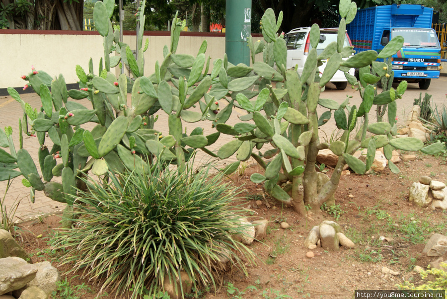 кактусы Кампала, Уганда
