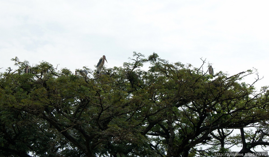 марабу на дереве Кампала, Уганда