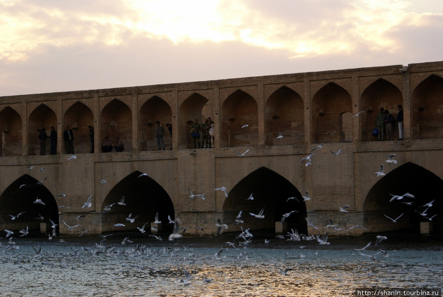 Чайки на реке Исфахан, Иран