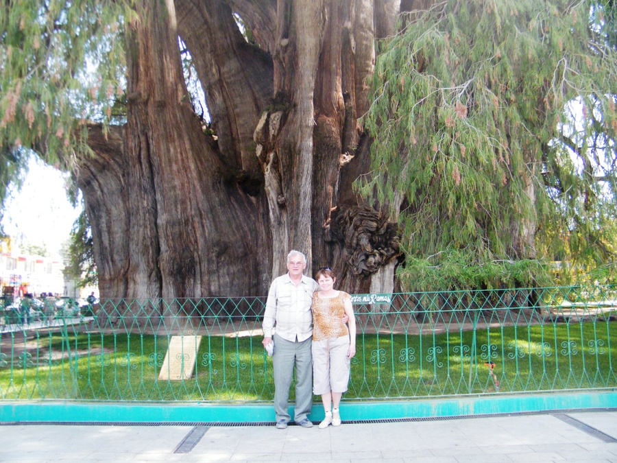 На фоне дерева рекордсмена Оахака, Мексика