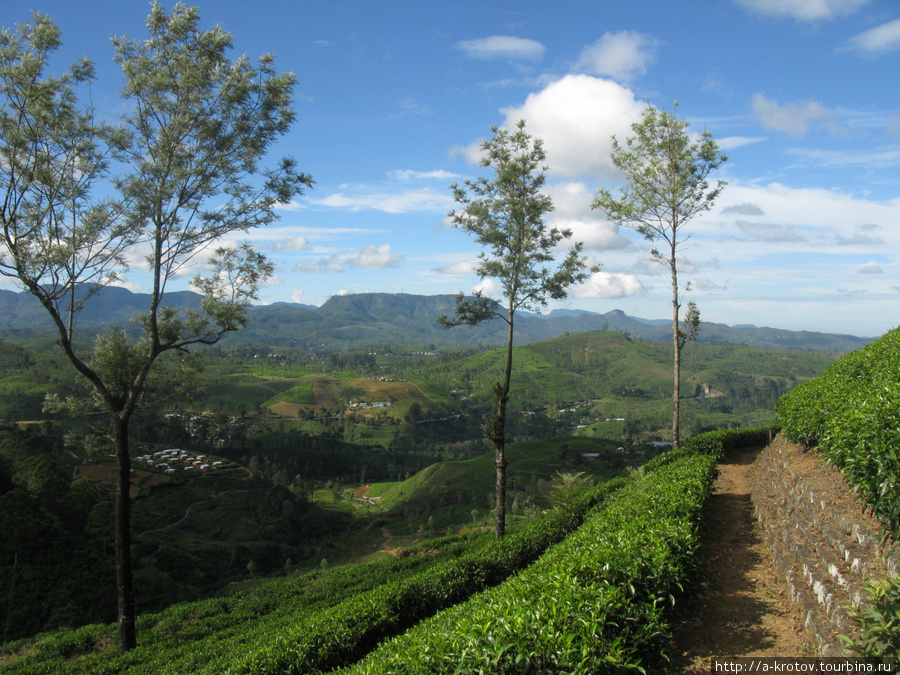 Чайные плантации Хаттон, Шри-Ланка