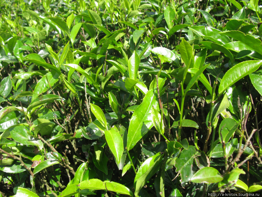 Так растёт чай Хаттон, Шри-Ланка