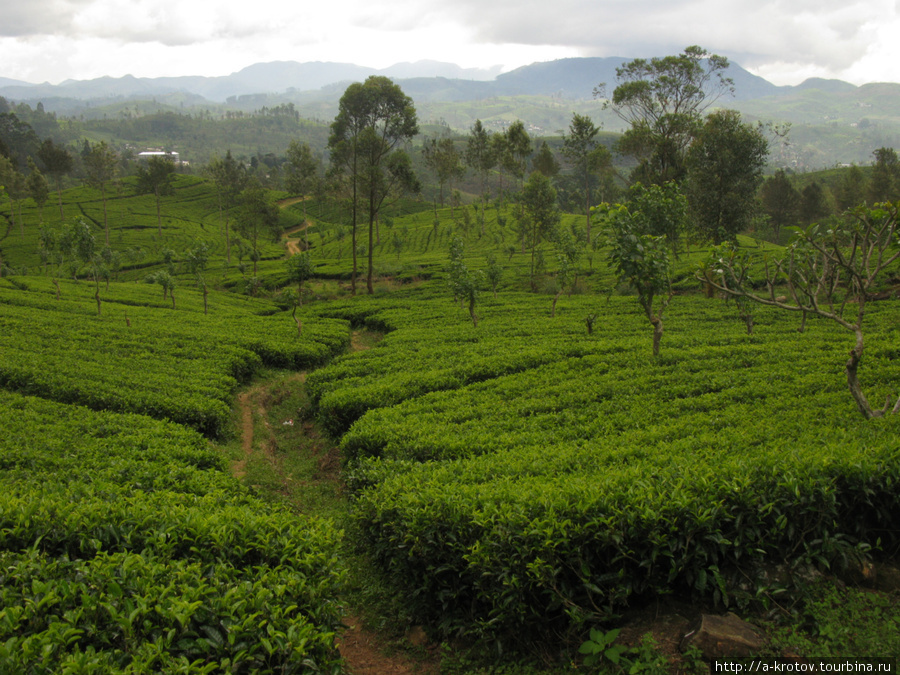 Чайные плантации Хаттон, Шри-Ланка