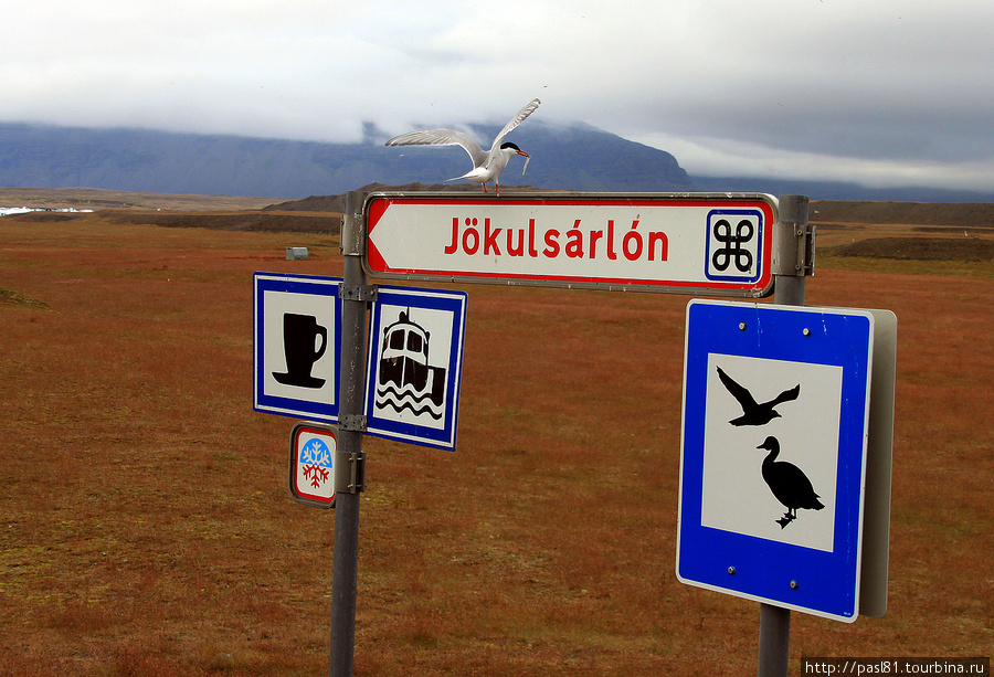 Километров через 10 от нашей купели находится намного более известная лагуна Йокулсарлон. Наверное, почти все туристы в Исландии смотрят на айсберги именно здесь. Йёкюльсаурлоун ледниковая лагуна, Исландия