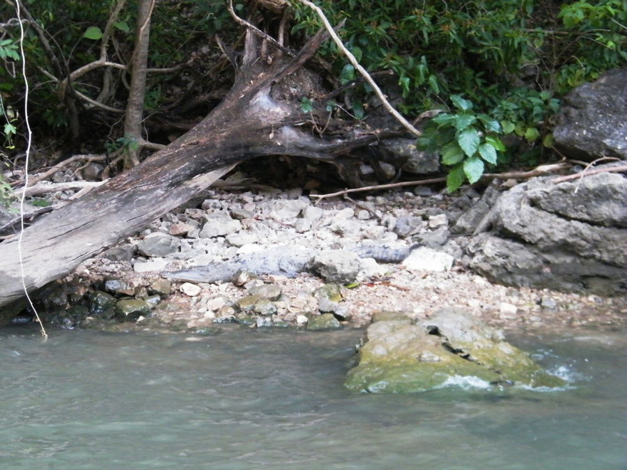 На берегу позируют крокодилы и обезьяны Тустла-Гутьеррес, Мексика