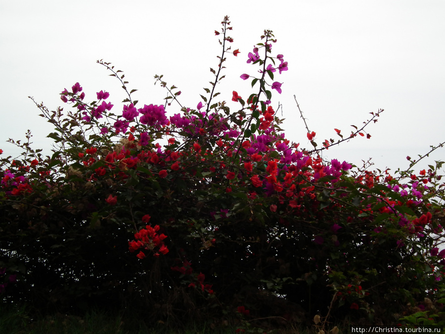 Miraflores  (сморите на цветы) — район, оправдывающий свое название. Лима, Перу
