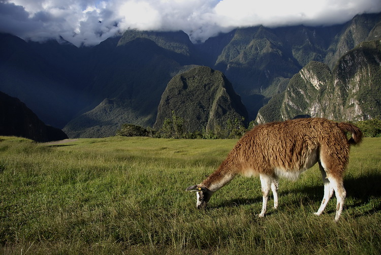 И даже лама, этот недостойный здесь, обученный позировать верблюдоид, пасётся правильно и плавно. Мачу-Пикчу, Перу