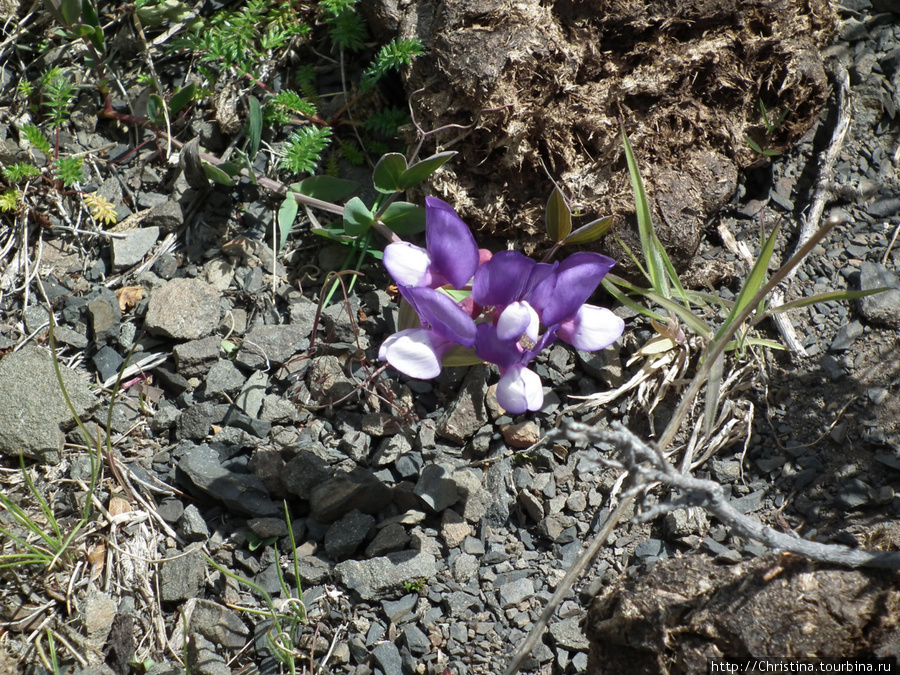 Для ботаников. Национальный парк Торрес-дель-Пайне, Чили