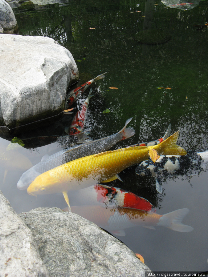Золотая рыбка — загадывайте желания! Сан-Диего, CША