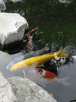 Золотая рыбка — загадывайте желания!