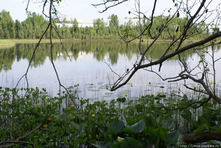 Университетский городок Анкоридж, CША