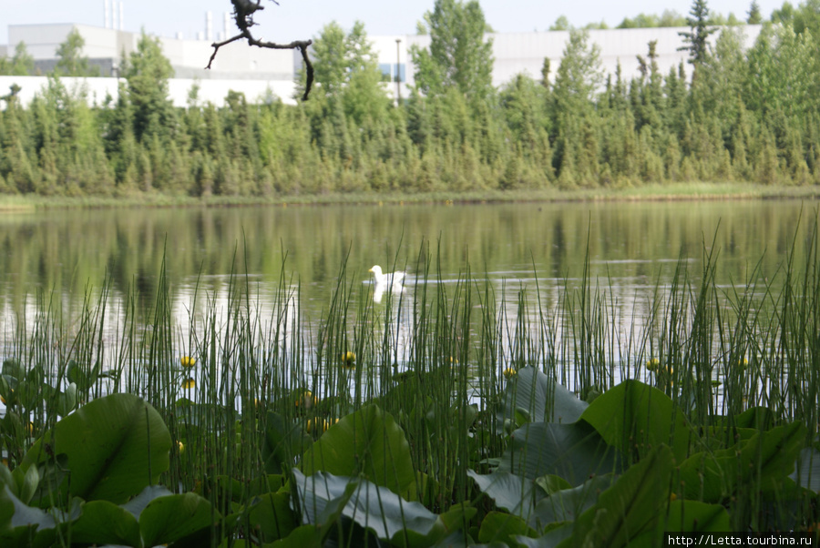 Университетский городок Анкоридж, CША