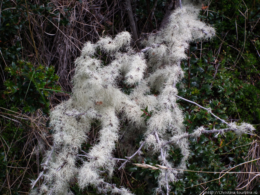 Для ботаников. Национальный парк Торрес-дель-Пайне, Чили