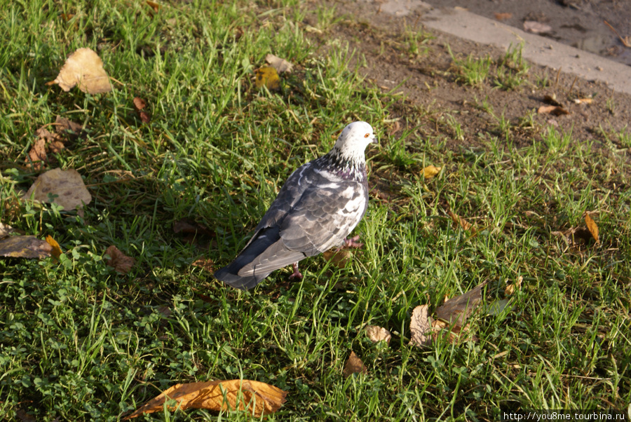 голубь в траве Вильнюс, Литва