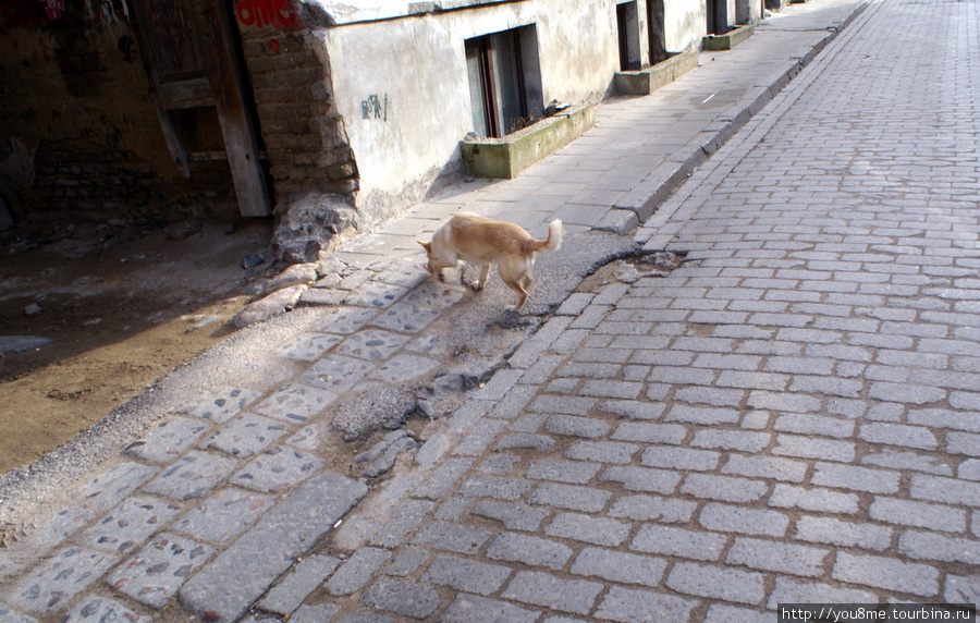 собака на мостовой Вильнюс, Литва
