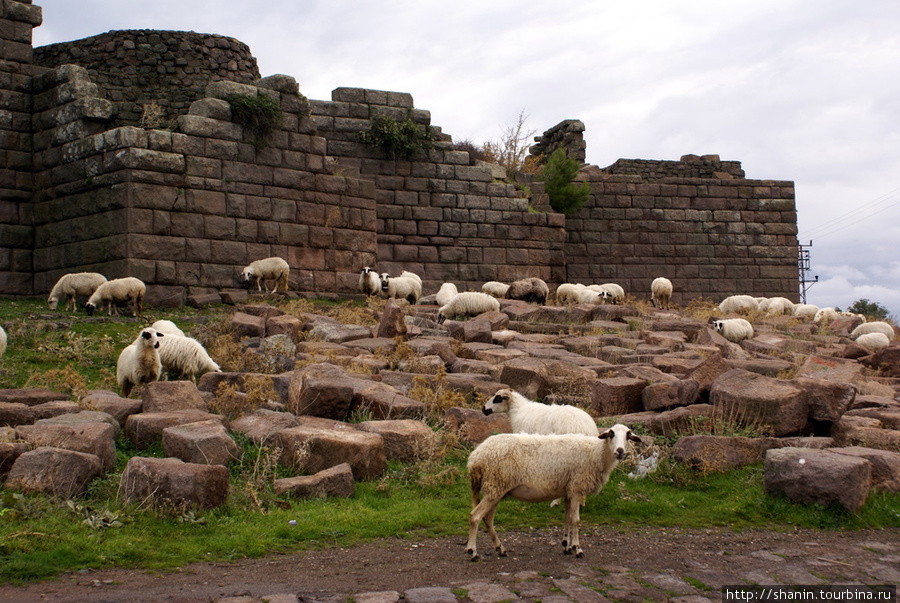Козы пасутся на руинах асса Эгейский регион, Турция