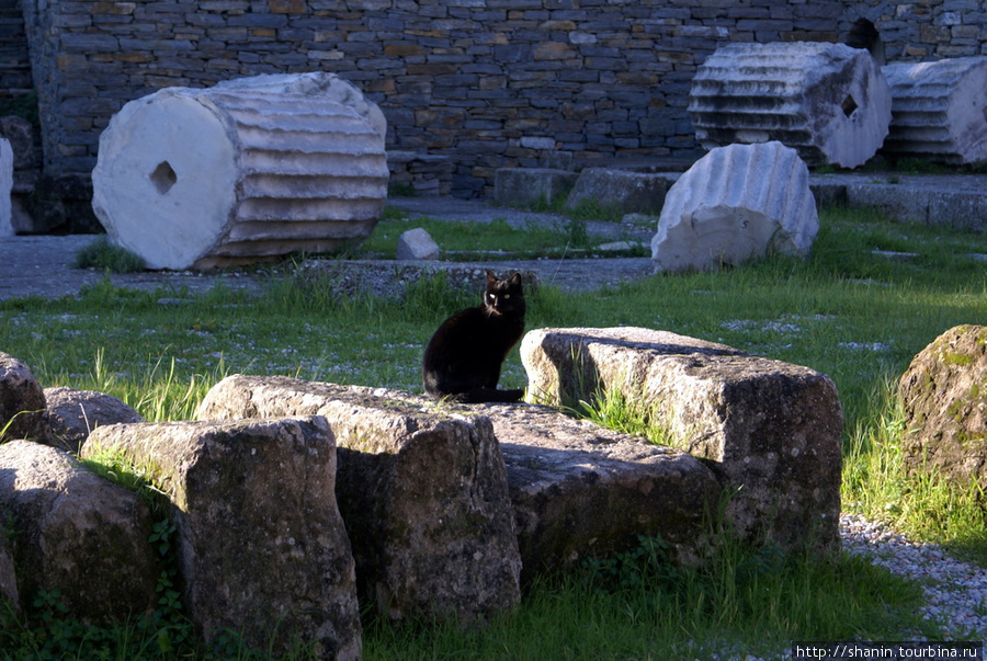 Кошка на руинах Мавзолея Бодрум, Турция
