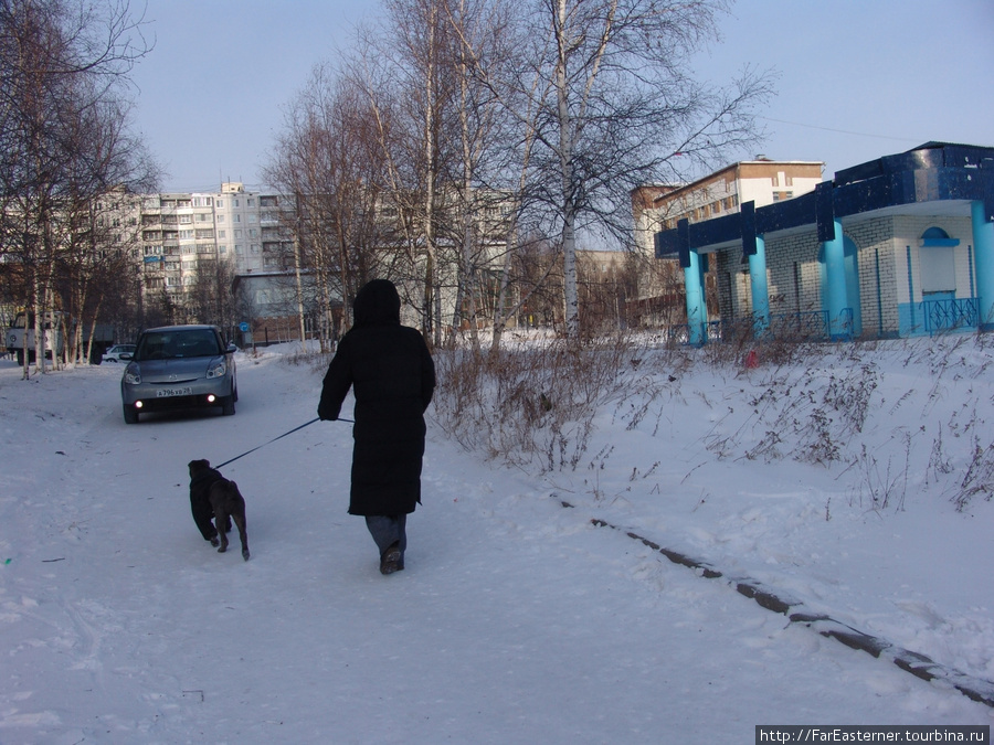 Жительница Тынды выгуливает породистого бультерьера Тында, Россия