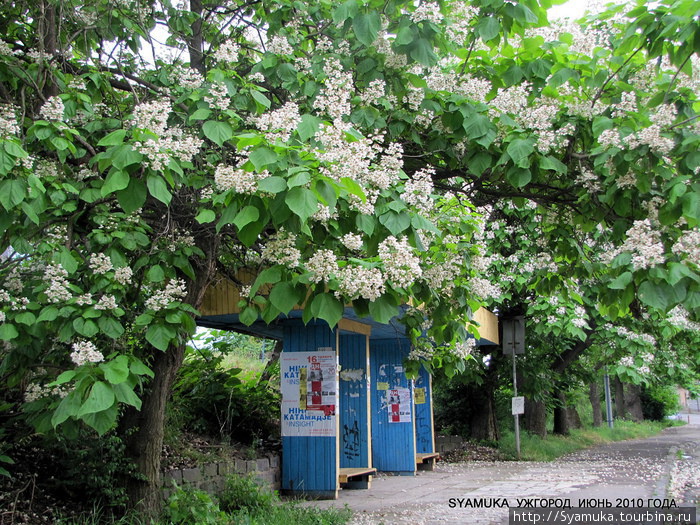 Автобусная остановка. Ужгород, Украина