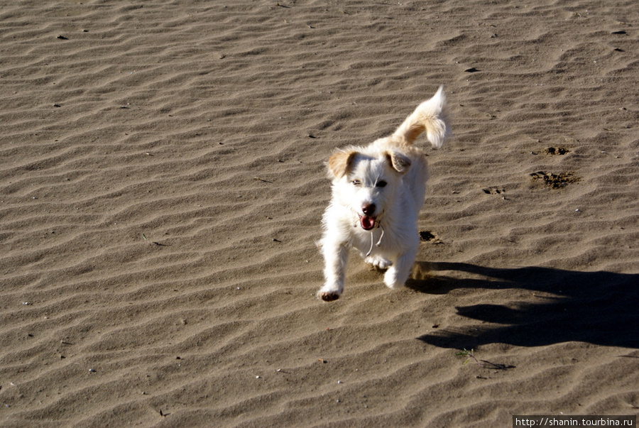 Собака на пляже Дальян, Турция