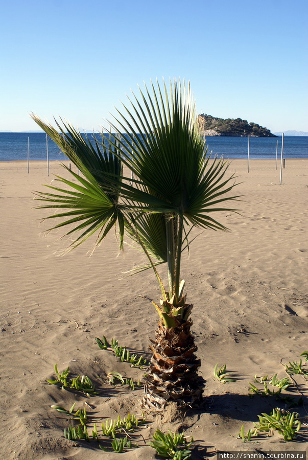 Пальма на пляже Дальян, Турция