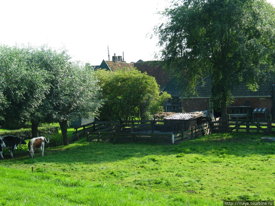 коровы вполне современные Энкхейзен, Нидерланды