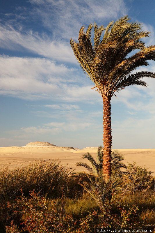 Рядом с небольшим озером в песках Оазис Сива, Египет