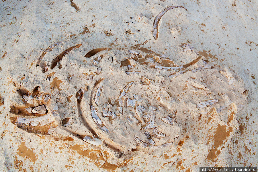 Окаменевший скелет змеи Оазис Сива, Египет