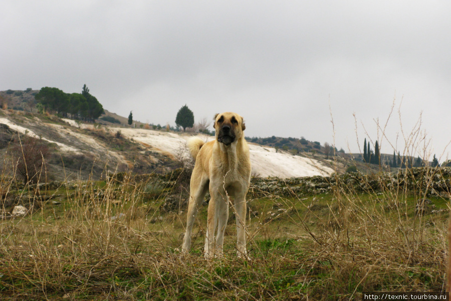 Злая пастушья собака. Памуккале (Иерополь античный город), Турция