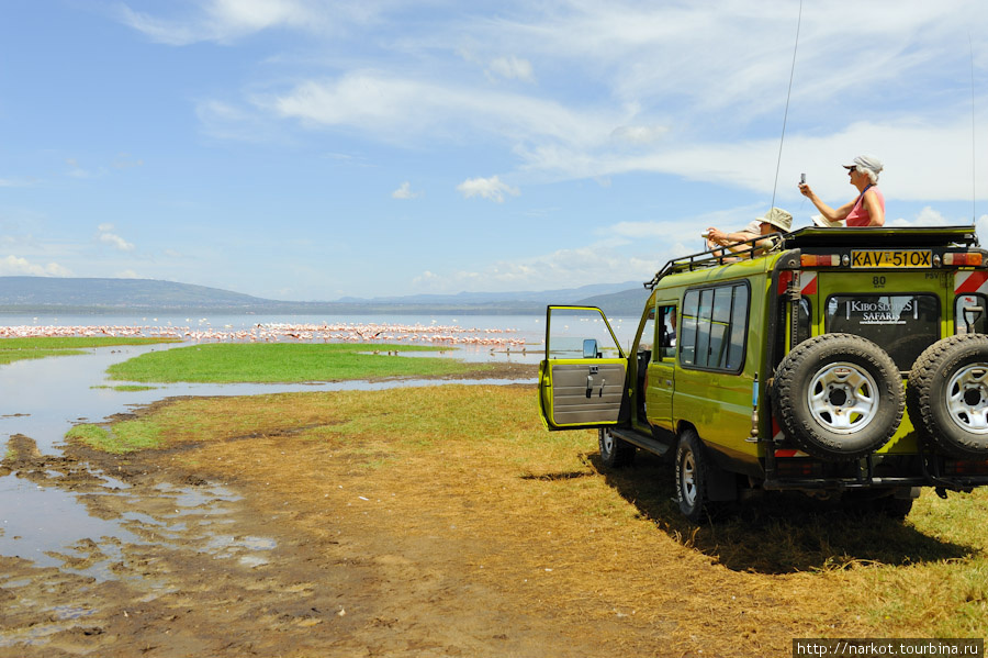 Озеро Накуру Накуру, Кения