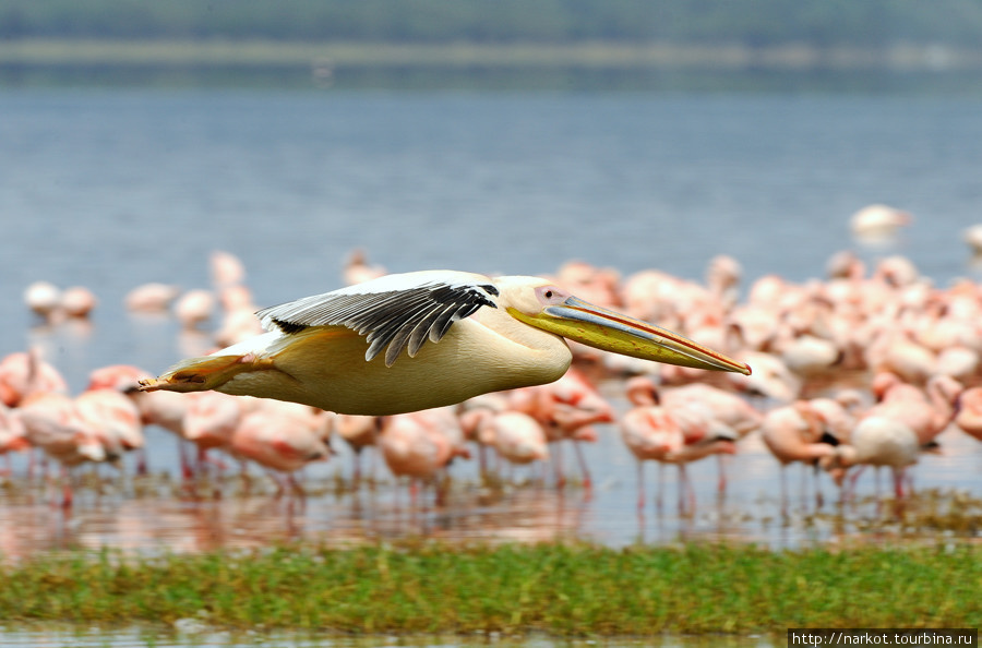 Озеро Накуру Накуру, Кения