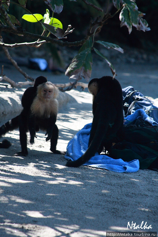 Пока мамы делили полотенце, прибежали туристы и его отобрали :) Кэпос, Коста-Рика