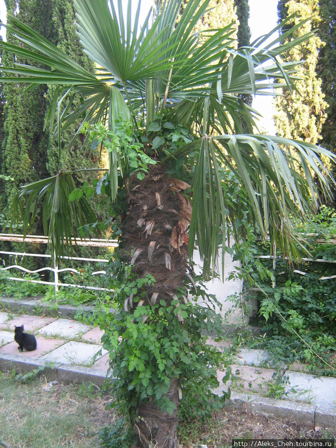 пальмы Симеиза Республика Крым, Россия