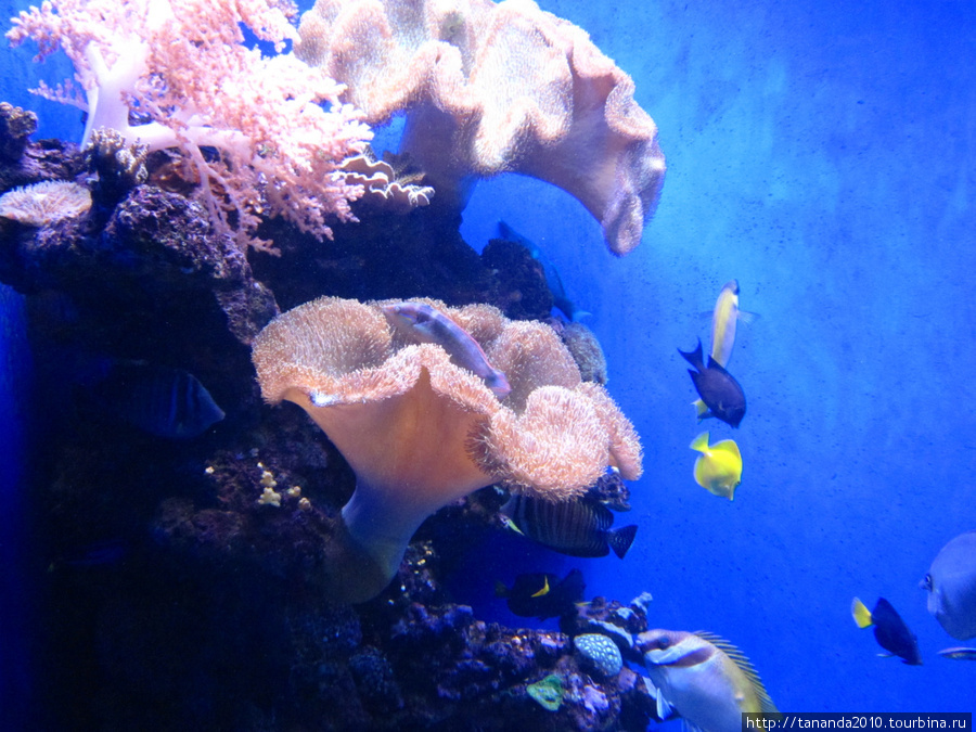 Пальма-де-Майорка - аквариум Пальма-де-Майорка, остров Майорка, Испания