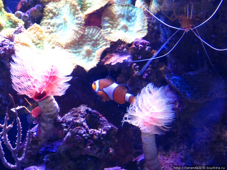 Пальма-де-Майорка - аквариум Пальма-де-Майорка, остров Майорка, Испания