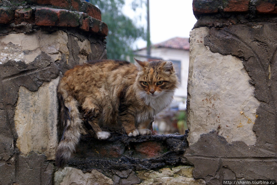 Уличный кот Кушадасы, Турция
