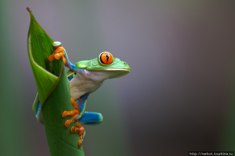 красноглазая лагушка — символ Коста-Рики, не ядовита. Сельва Верде. Сан-Хосе, Коста-Рика