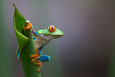 красноглазая лагушка — символ Коста-Рики, не ядовита. Сельва Верде.