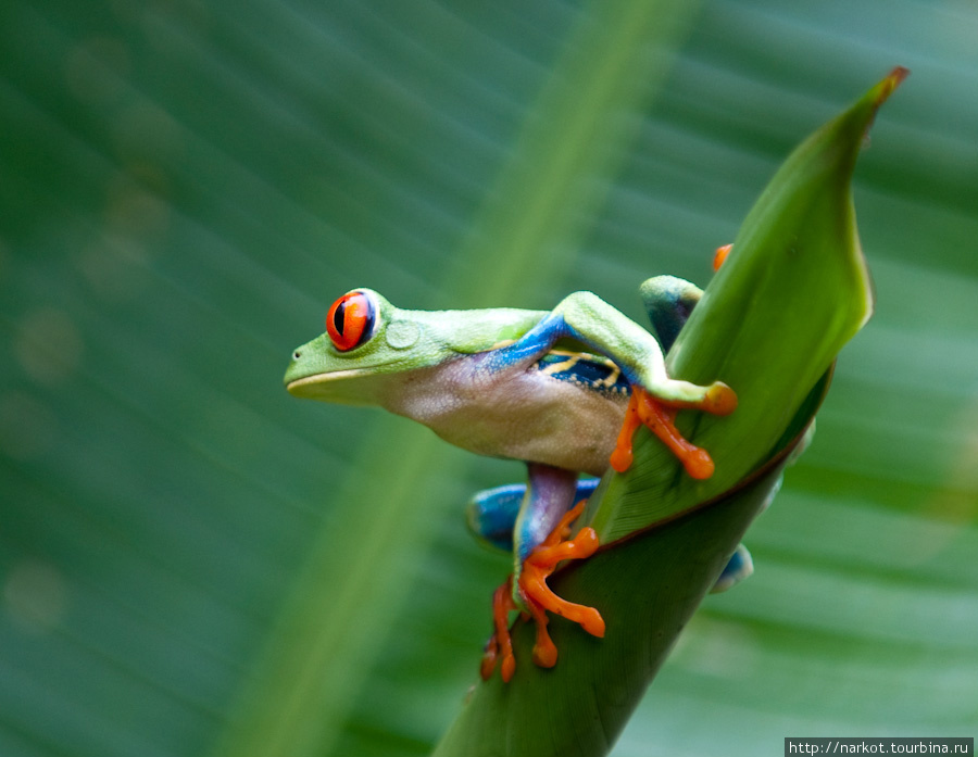 Красноглазая лягушка Сан-Хосе, Коста-Рика