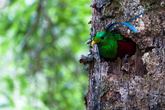 Великолепный Кетцал в гнезде. В Коста-Рике можно увидеть в Нац. парке Лос Кецалес и еще в одном месте.
