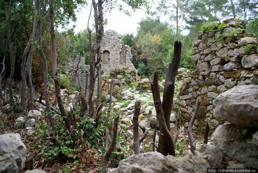 Руины Олимпа заросли лесом Чиралы, Турция