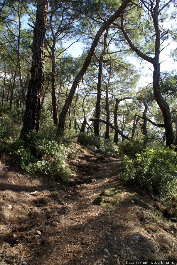 Дорожка через лес Олюдениз, Турция