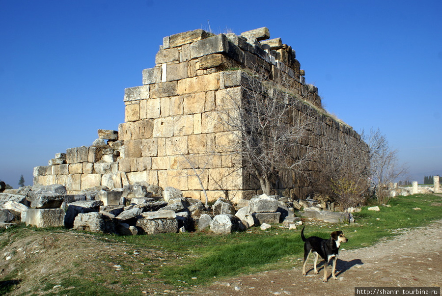 Собака на руинах Иераполиса Памуккале (Иерополь античный город), Турция