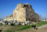 Собака на руинах Иераполиса