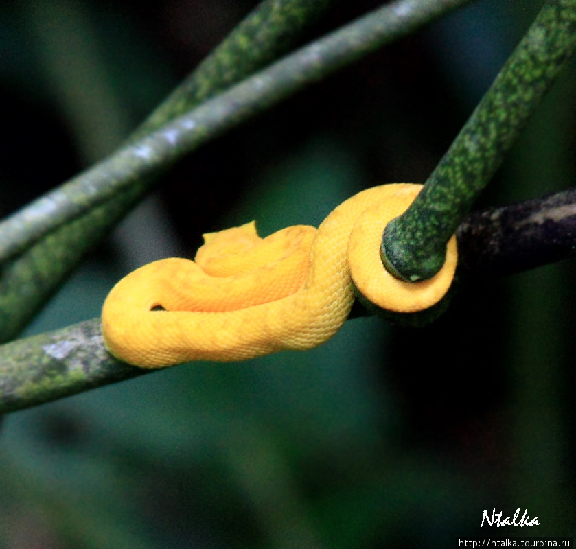 Cahuita & Cahuita National Park Кауита, Коста-Рика