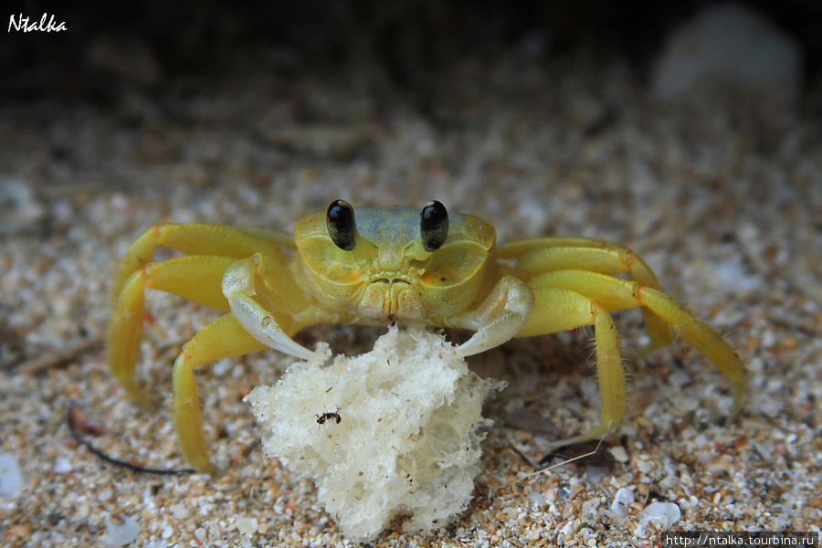 Cahuita & Cahuita National Park Кауита, Коста-Рика