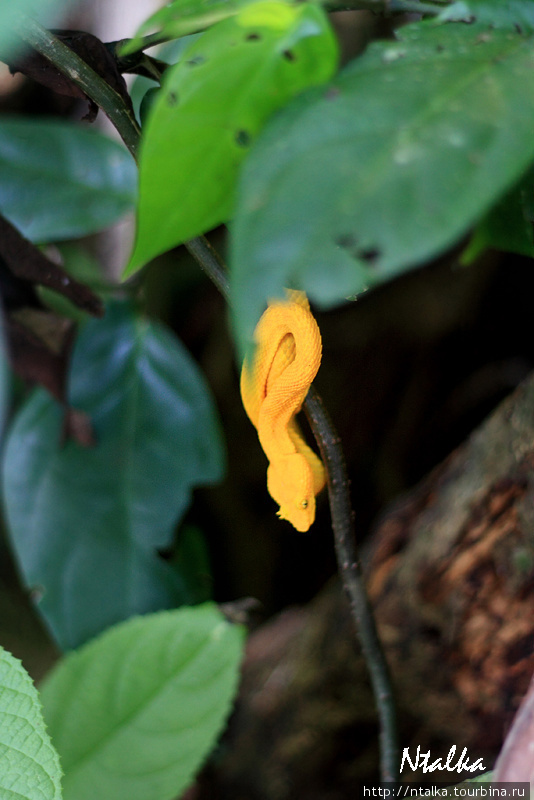 Cahuita & Cahuita National Park Кауита, Коста-Рика