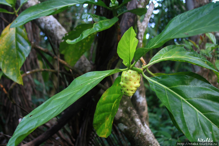 Cahuita & Cahuita National Park Кауита, Коста-Рика